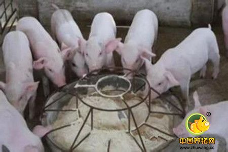 利用创新营养饲料保障仔猪肠道健康