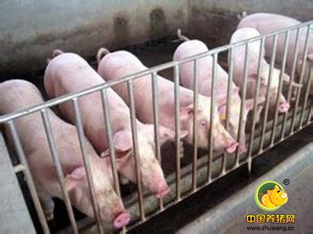 养猪饲料存储过程该注意什么