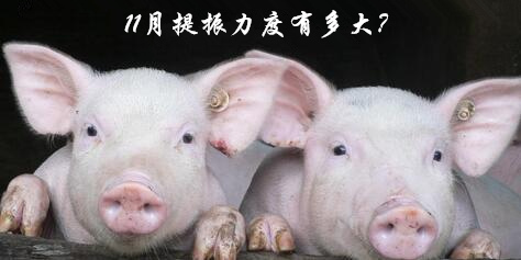 10月猪价暴跌后反弹，11月提振力度有多大？