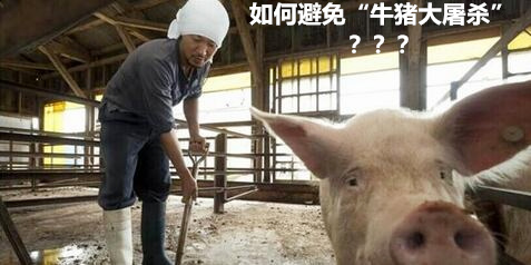 本轮行情涨至17元后如何避免“牛猪大屠杀”？