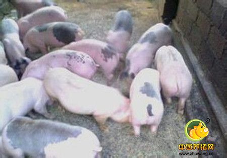 现代规模养猪场的规范化管理