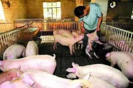 你真的会给猪打针吗？8张图教会你怎样正确给猪打针！