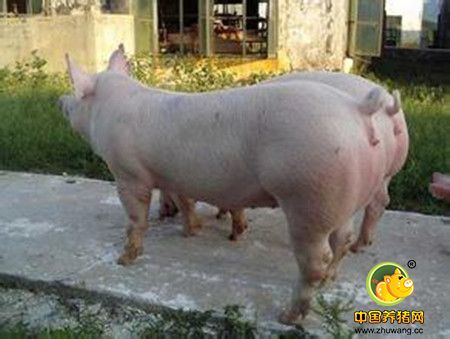 后备母猪营养调节促高产