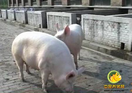 网友投稿：山西白猪夏季的喂养技术