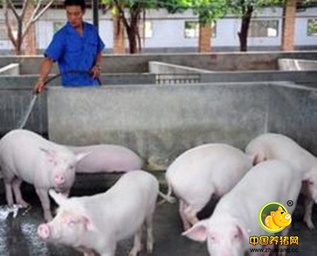 养猪如何加喂夜食