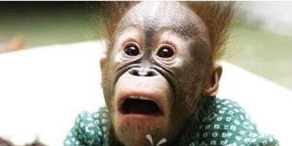 简直惊呆了！后备箱塞20只猪宝宝上高速交警看傻（附图）