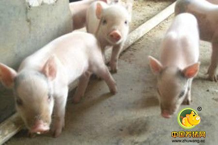 彻底摆脱困扰养猪场的“毒”