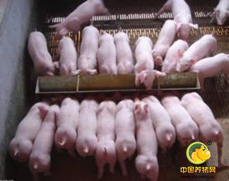 规模化猪场管理的问题分析