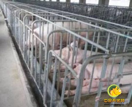 老刘养猪故事——第一百三十二篇 猪一天吃多少料好?