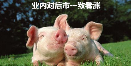均价8.4元/斤！业内一致认为猪价还要涨
