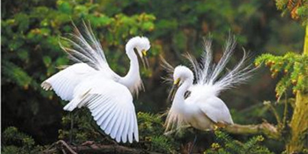 白鹭飞栖养猪场——保护环境促进循环引来“绿色使者”