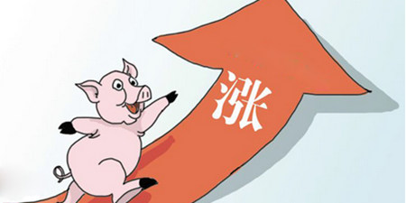 今年猪价提前反弹 后市需求将慢慢主导猪价上涨