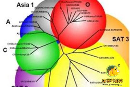 你的口蹄疫免疫为啥效果不好，原因在这里！
