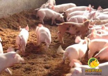 仔猪诱食小技巧，你get到了吗？