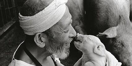 养猪人养猪年赚五十万，现在却只能关闭，怎么了？