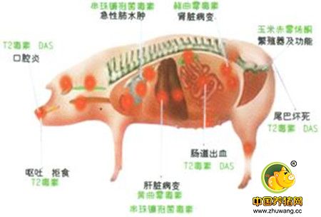 霉菌毒素的种类及其危害