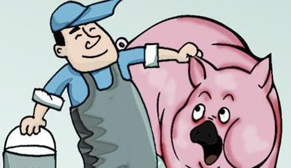 猪价稳步上涨超过8.4元/斤，是否到出栏的时候了