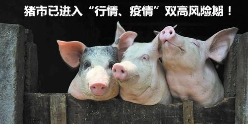 专家：猪市已进入“行情、疫情”双高风险期