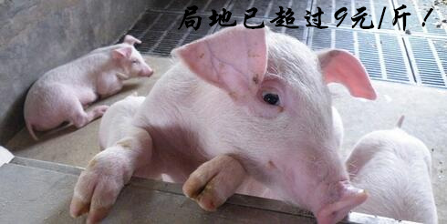 猪价行情出现单日最大涨幅，局地已涨超9元/斤！