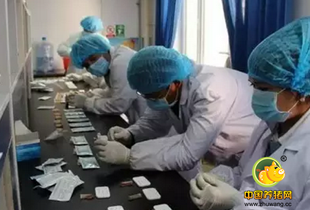 猪病做过化验吗？教你怎么采集、运送、保存病料（心肝脾肺肾）！