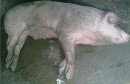 早、中、晚“三查”和五看，是及时发现病猪的重要方法