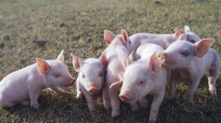 仔猪腹泻盛行，猪场切记勿滥用返饲疗法！