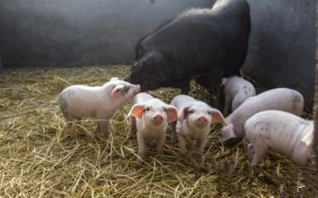 猪呼吸道疾病综合征发病率高，多为混合感染