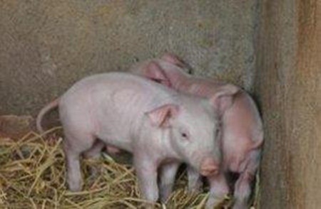 仔猪腹腔补液技术，看看你够专业吗？