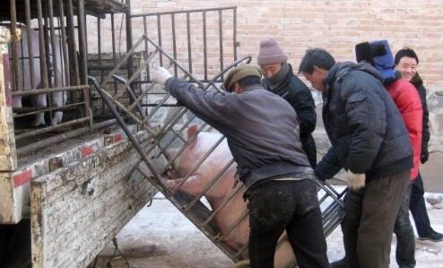 卖猪需谨慎！猪贩卷走千头生猪款200多万元……