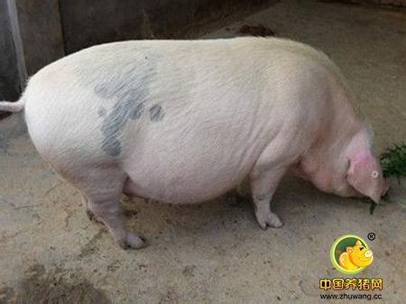 最新研究：用二元策略饲喂哺乳母猪，效果非常好