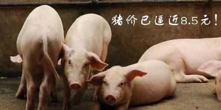 猪价逼近8.5元/斤！且还不到掉头向下的时候
