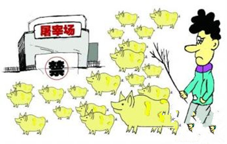 猪价飞起来了，小猪应该怎么养？