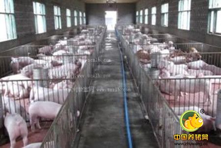 种猪饲料配方技术