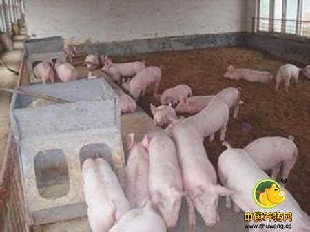 母猪不宜多喂哪些饲料？