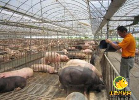 各种猪饲料使用方法与注意事项