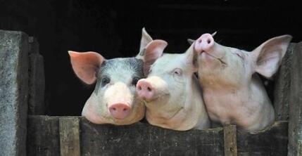 生猪消费进入传统旺季，“二师兄”身价不断上涨