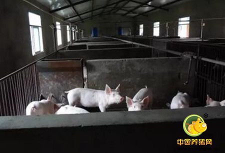 猪场最头疼的一种病，副猪嗜血杆菌病的防治！真实用！