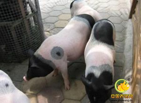 养好猪 饲料配方是重点