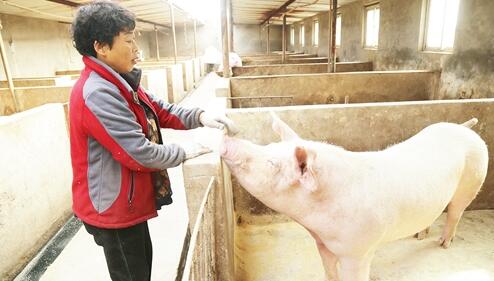 年过半百夫妇养猪八年 带动乡邻养猪一年出栏2000余头