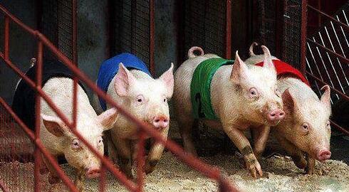 除了持续上涨的猪价，你还应该关注这个好消息……