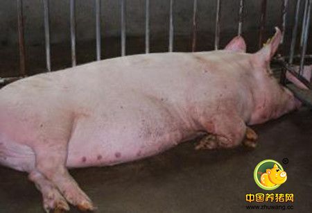 适当添加无机盐类饲料饲养母猪效果更好