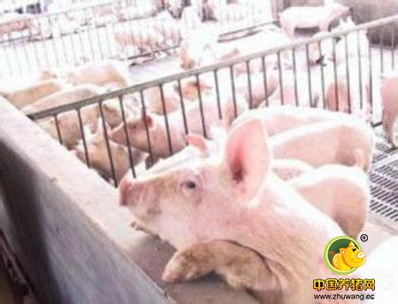 养猪快速出栏，饲料如何配置