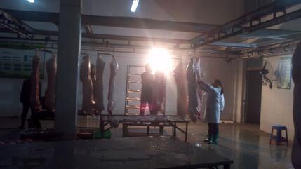 病猪、死猪流入屠宰场，20人非法生产销售病死猪肉