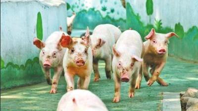 猪肉消费旺季压价逼量？满满的都是套路……