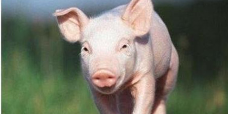 关于仔猪腹泻，养猪户总是忽略了它……