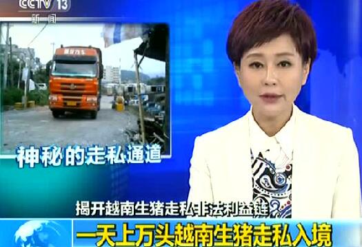 一天上万头偷渡中国！央视揭越南生猪走私利益链！