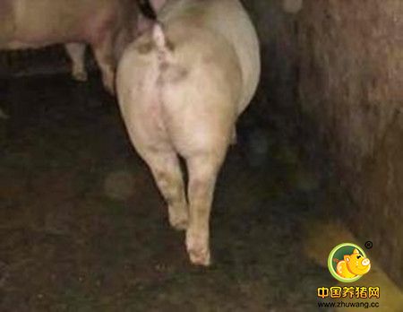 欲哭无泪！行情好时猪闹腹泻，10天损失40万！
