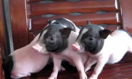 教你看皮毛辨别猪病