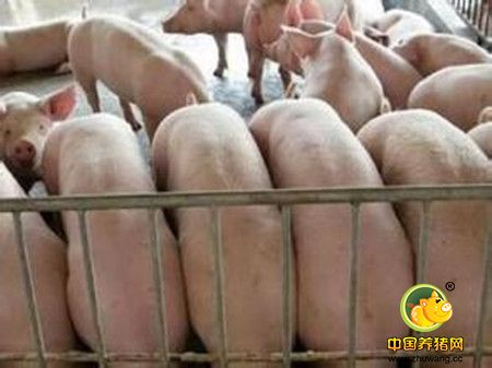 要想后备母猪发情好，从这三方面饲养管理