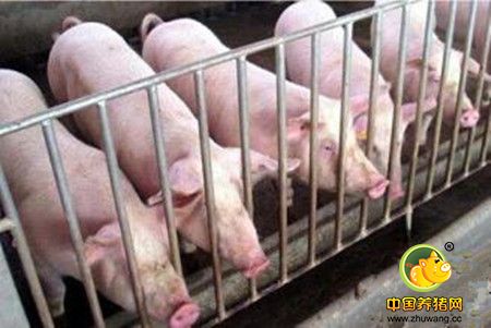 如何打好中国土猪保卫战